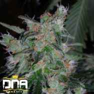 DNA Genetics Seeds 60 Day Lemon AUTOMATIC