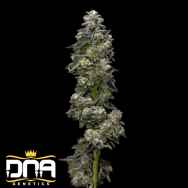 DNA Genetics Seeds Bakers Delight AUTO