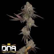 DNA Genetics Seeds DNA Cake AUTO