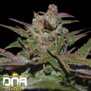 DNA Genetics Seeds Purple Wreck AUTO