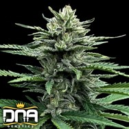 DNA Genetics Seeds Strawberry Banana AUTO