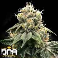 DNA Genetics Seeds Chocolate Truffle Shuffle AKA C.T.S