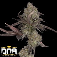 DNA Genetics Seeds DNA Cake