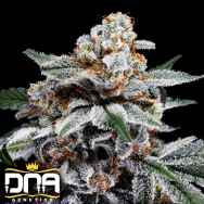 DNA Genetics Seeds Canelo AUTO