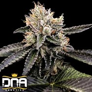 DNA Genetics Seeds Cataract Cake