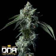 DNA Genetics Seeds Challah Bread