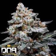 DNA Genetics Seeds CheMACal Romance AUTO