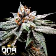 DNA Genetics Seeds DJ's Gold