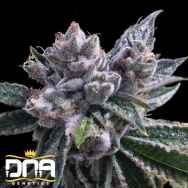 DNA Genetics Seeds El Fuego AUTO