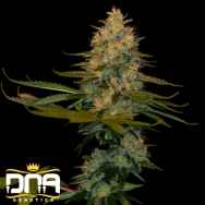 DNA Genetics Seeds Exodus Kush