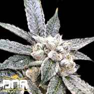 DNA Genetics Seeds Golden Berry