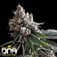 DNA Genetics Seeds Golden Lemons