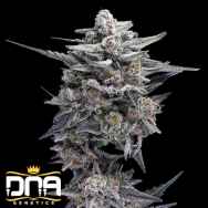 DNA Genetics Seeds HG23 AKA Michael Jordan