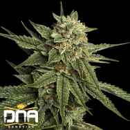 DNA Genetics Seeds Holy Grail Kush