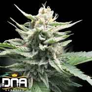 DNA Genetics Seeds Honey Banana S1