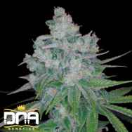 DNA Genetics Seeds Kandy Kush x Skunk