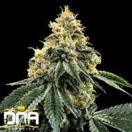 DNA Genetics Seeds Kosher Dawg