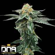 DNA Genetics Seeds Kosher Cookies