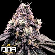 DNA Genetics Seeds Kosher Pie