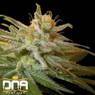 DNA Genetics Seeds Kushberry