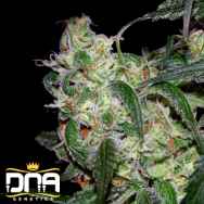 DNA Genetics Seeds La Cannalope AKA Cannadential