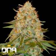 DNA Genetics Seeds La Chocolat