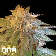 DNA Genetics Seeds LA Confidential