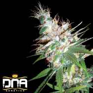 DNA Genetics Seeds LA Woman