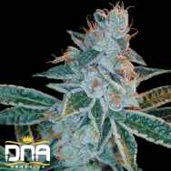 DNA Genetics Seeds Lemon OG Kush