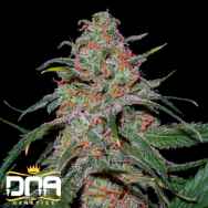 DNA Genetics Seeds Lemon Skunk