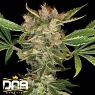 DNA Genetics Seeds Martian Kush