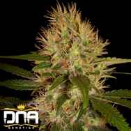 DNA Genetics Seeds Martian Mean Green