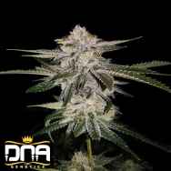 DNA Genetics Seeds Miss DNA