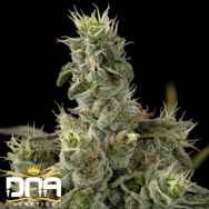 DNA Genetics Seeds Nicole Kush