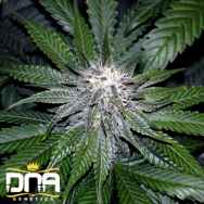 DNA Genetics Seeds OG LA Affie