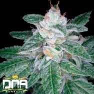 DNA Genetics Seeds OG #18 x Skunk