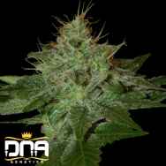 DNA Genetics Seeds Pure Afghan