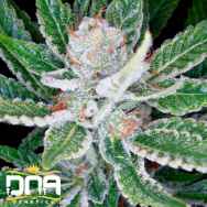 DNA Genetics Seeds Sleestack