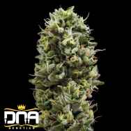 DNA Genetics Seeds Snack Pack