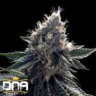 DNA Genetics Seeds Sour Kosher