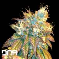 DNA Genetics Seeds Sour Secret