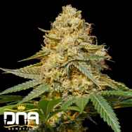 DNA Genetics Seeds Stacked Kush