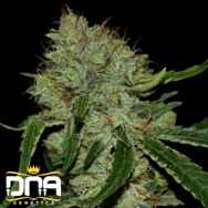 DNA Genetics Seeds Tangilope