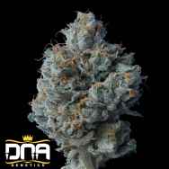 DNA Genetics Seeds Zallah Bread