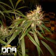 DNA Genetics Seeds C13 Haze