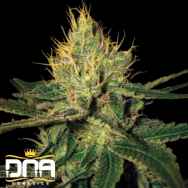 DNA Genetics Seeds Cannalope Haze