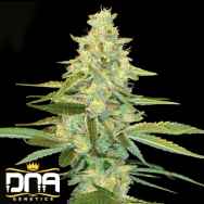 DNA Genetics Seeds Cannalope Kush