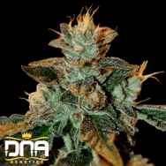 DNA Genetics Seeds Cataract Kush