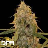 DNA Genetics Seeds Chocolate Fondue