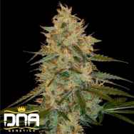 DNA Genetics Seeds Chocolope Kush